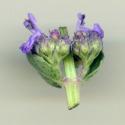 Img.VTax2457.ExN.Img11