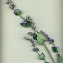 Img.VTax2457.ExN.Img12
