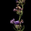 Img.VTax2457.ExN.Img6