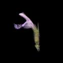 Img.VTax2457.ExN.Img7