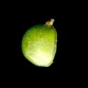 Img.VTax248.ExN.Img9