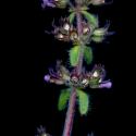 Img.VTax2508.ExN.Img1