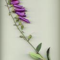 Img.VTax2646.ExN.Img13