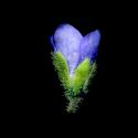 Img.VTax2661.ExN.Img8