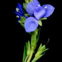 Img.VTax2665.ExN.Img16