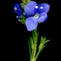 Img.VTax2665.ExN.Img17