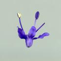 Img.VTax2671.ExN.Img3