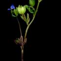 Img.VTax2684.ExN.Img9