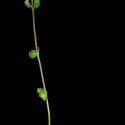 Img.VTax2692.ExN.Img3