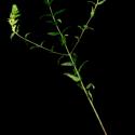 Img.VTax2713.ExN.Img8