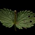 Img.VTax2714.ExN.Img7