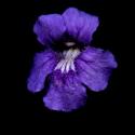 Img.VTax2763.ExN.Img3