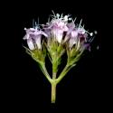 Img.VTax2895.ExN.Img7