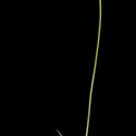 Img.VTax2920.ExN.Img12