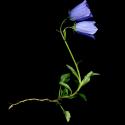 Img.VTax2948.ExN.Img1