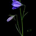 Img.VTax2955.ExN.Img1