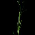 Img.VTax2955.ExN.Img3