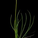 Img.VTax2966.ExN.Img9