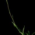 Img.VTax3126.ExN.Img1