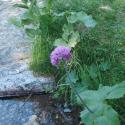 Img.VTax3154.ExN.Img6