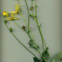 Img.VTax3160.ExN.Img9