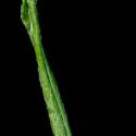 Img.VTax3163.ExN.Img9