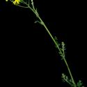 Img.VTax3180.ExN.Img7