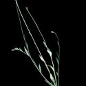 Img.VTax3197.ExN.Img2