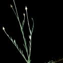 Img.VTax3197.ExN.Img8