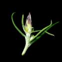 Img.VTax3204.ExN.Img6
