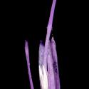 Img.VTax3217.ExN.Img1