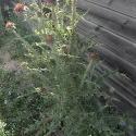 Img.VTax3238.ExN.Img2