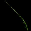 Img.VTax3286.ExN.Img3