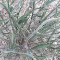 Img.VTax3330.ExN.Img4