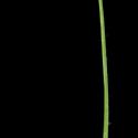 Img.VTax3331.ExN.Img7