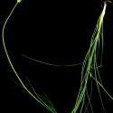 Img.VTax3331.ExN.Img9