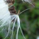 Img.VTax3357.ExN.Img5