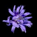 Img.VTax3367.ExN.Img9