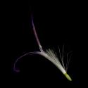 Img.VTax3369.ExN.Img13