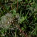 Img.VTax3375.ExN.Img4