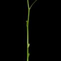 Img.VTax3389.ExN.Img9