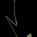 Img.VTax3405.ExN.Img17