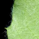 Img.VTax3407.ExN.Img9
