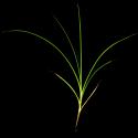 Img.VTax3478.ExN.Img11