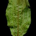Img.VTax3486.ExN.Img9