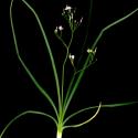 Img.VTax3518.ExN.Img8