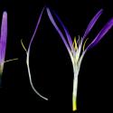 Img.VTax3526.ExN.Img7
