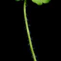 Img.VTax354.ExN.Img8