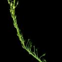 Img.VTax3545.ExN.Img13