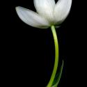 Img.VTax3547.ExN.Img3